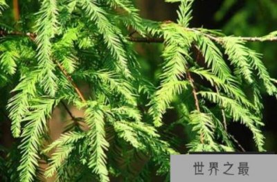 ​世界耐水的十种树木：水杉上榜，落羽杉居首