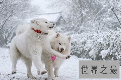 有着甜甜微笑的迷人天使萨摩耶幼犬是怎样的