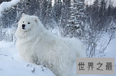 有着甜甜微笑的迷人天使萨摩耶幼犬是怎样的