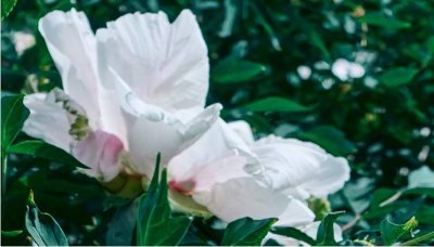 ​白牡丹花的功效与作用及禁忌症是什么 白牡丹花的功效与作用及禁忌症图片