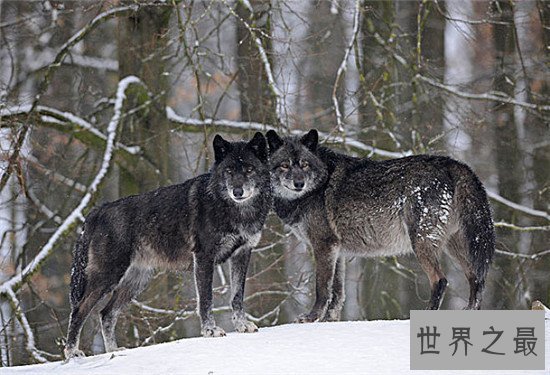 世界上腿最长的犬科动物，狼也会踩高跷了吗？