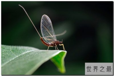 ​世界上寿命最短的昆虫， 蜉蝣朝生而暮死可谓尽其乐