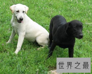 最友好，职能最多的犬类拉布拉多猎犬是什么样的