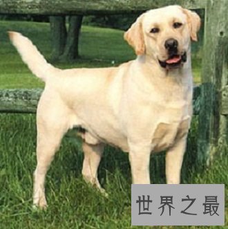 最友好，职能最多的犬类拉布拉多猎犬是什么样的