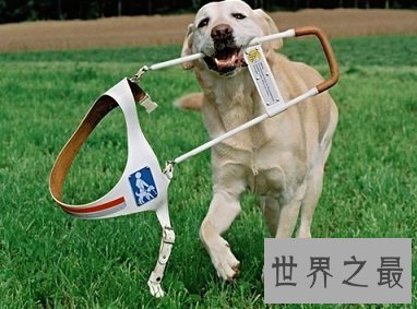 最友好，职能最多的犬类拉布拉多猎犬是什么样的