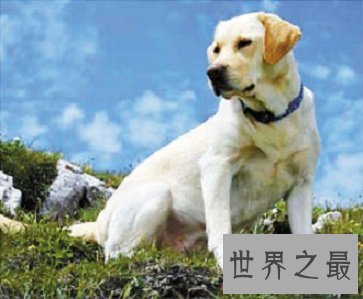 最友好，职能最多的犬类拉布拉多猎犬是什么样的