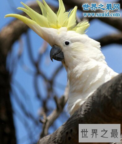 世界上寿命最长的鸟，金刚鹦鹉超长待机87年