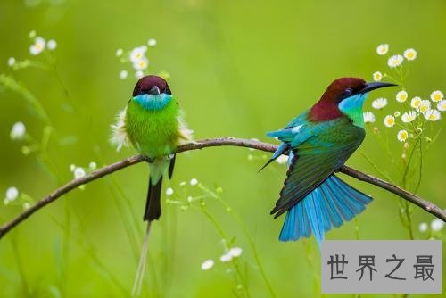 中国最美的鸟蓝喉蜂虎，天空最美的一道风景线！