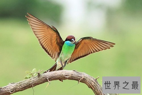 中国最美的鸟蓝喉蜂虎，天空最美的一道风景线！