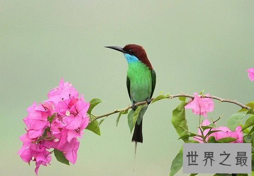 中国最美的鸟蓝喉蜂虎，天空最美的一道风景线！