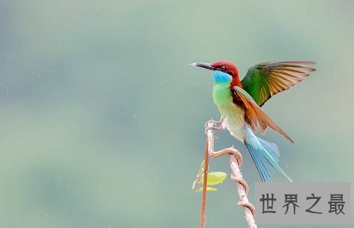 中国最美的鸟蓝喉蜂虎，天空最美的一道风景线！