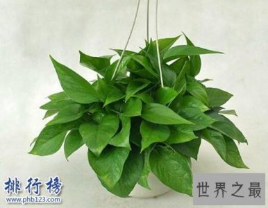 ​家中养什么植物好？适合家养的十种植物！