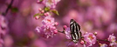 ​蝴蝶翅膀的特点和作用是什么，蝴蝶翅膀的特点和作用图片