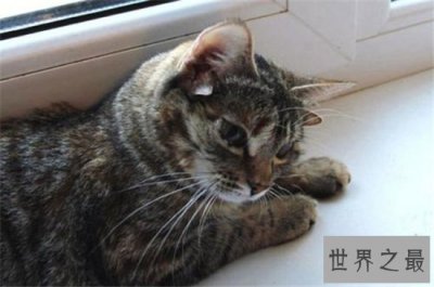 ​世界上耳朵最多的猫，五耳猫五只耳朵成为世界之最！