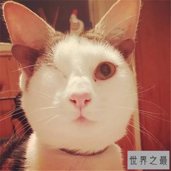 世界上耳朵最多的猫，五耳猫五只耳朵成为世界之最！