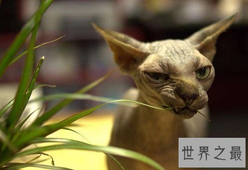 加拿大无毛猫强袭来袭，毛发过敏者的爱宠首选！