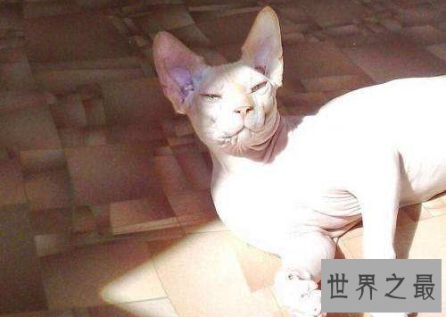 加拿大无毛猫强袭来袭，毛发过敏者的爱宠首选！