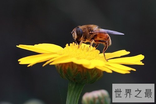 蜜蜂蛰了怎么办，紧急处理指南为你排忧解难！