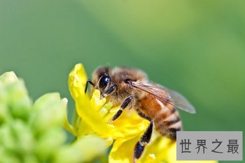 蜜蜂蛰了怎么办，紧急处理指南为你排忧解难！