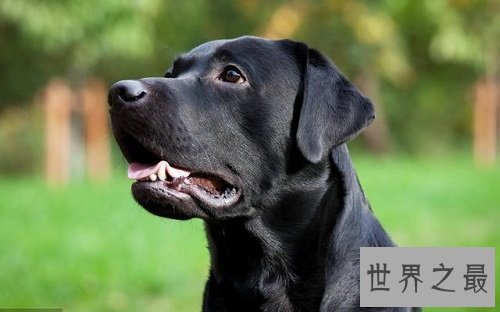 什么狗最好养？居家必备好犬大推荐！