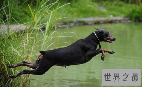 什么狗最好养？居家必备好犬大推荐！