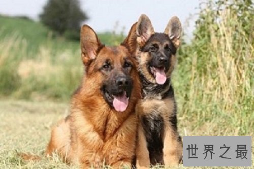 什么狗最好养？居家必备好犬大推荐！