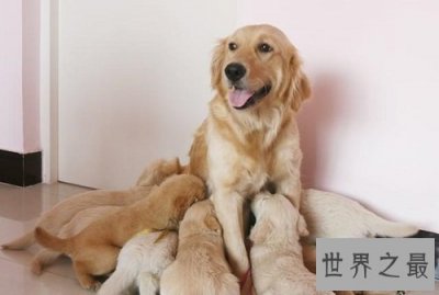 ​什么狗最好养？居家必备好犬大推荐！