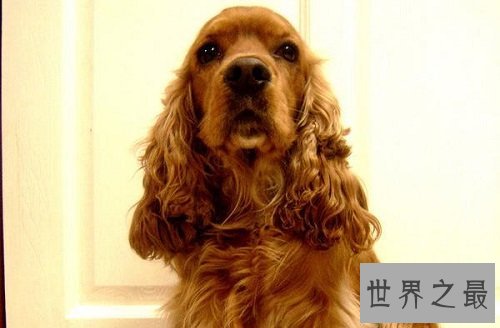 可卡犬好养吗？全方位为你一一解答！