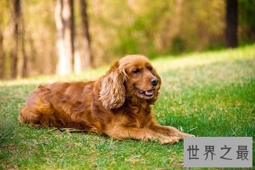 可卡犬好养吗？全方位为你一一解答！