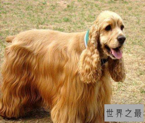 可卡犬好养吗？全方位为你一一解答！