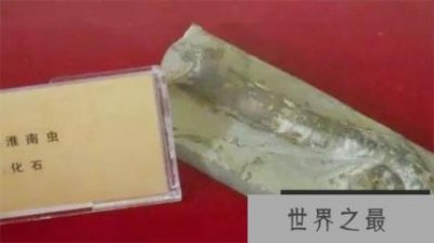 ​世界上发现最早的多细胞生物，淮南虫7.4亿年前已经形成