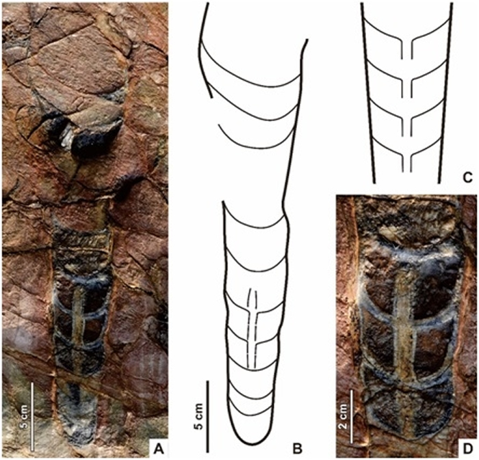 中华震旦角石（Sinoceras chinense），产自泰国西部北碧府Si Sawat县