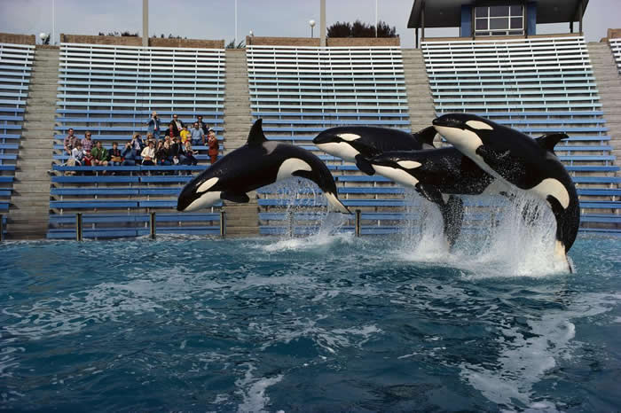 加州圣地牙哥的海洋世界（Sea World）里，三头虎鲸跃出水面。因为像海洋世界这类的海洋公园有活捉虎鲸的需求，使得虎鲸一度遭受很大伤害。 PHOTOGRAPH