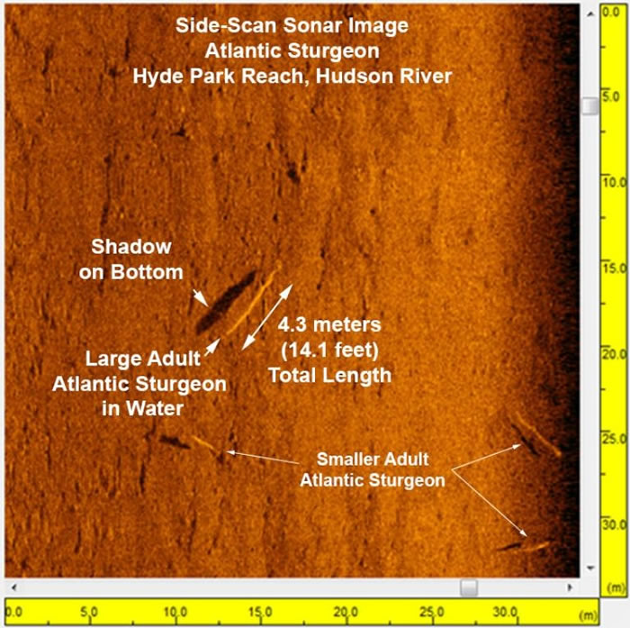 这幅哈德逊河的侧扫声纳影像，以全新的细节展现了大西洋鲟的身影。 PHOTOGRAPH BY JOHN MADSEN, UNIVERSITY OF DELAWAR
