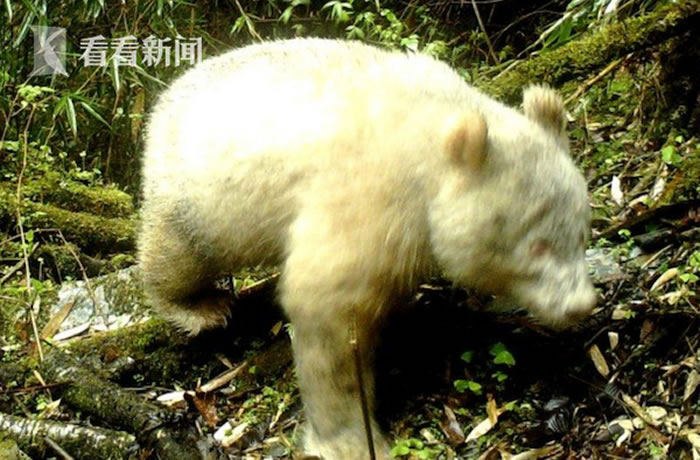 四川卧龙出现全球首例白色大熊猫身影