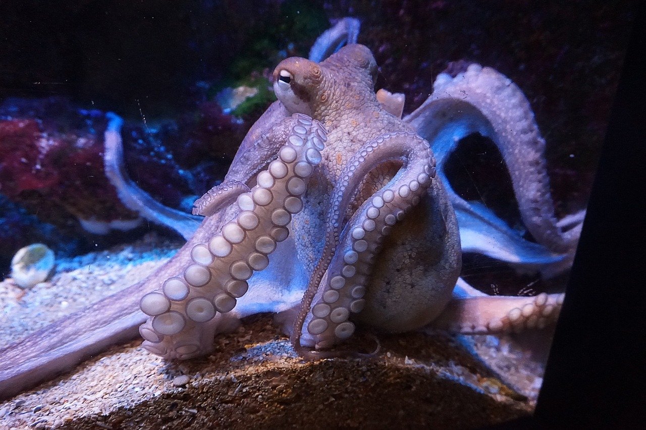 《生物物理学和分子生物学进展》：章鱼、鱿鱼、墨鱼等头足类动物可能起源于外太空