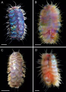 ​《ZooKeys》杂志：论文中描述四种新发现的五彩斑斓的深海鳞片蠕虫