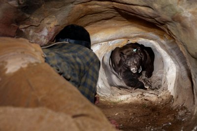 ​为美国犹他州布莱斯峡谷国家公园一头160公斤的冬眠雄性美洲黑熊更换无线电项