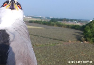 ​台湾屏科大鸟类生态研究室相机意外捕捉到黑翅鸢呆萌一面