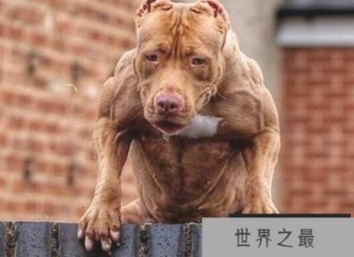 ​世界上最危险的狗 世界公认的五大猛犬