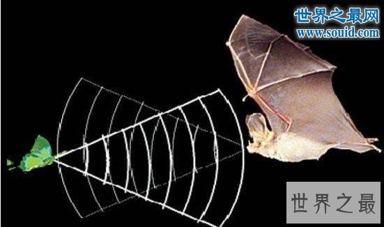动物界十大超能力，以人类科技还达不到的力量