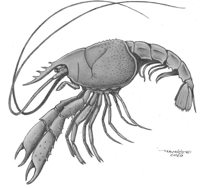 巴西古生物学家在南极发现新型淡水小龙虾化石 生活在距今7500万年前