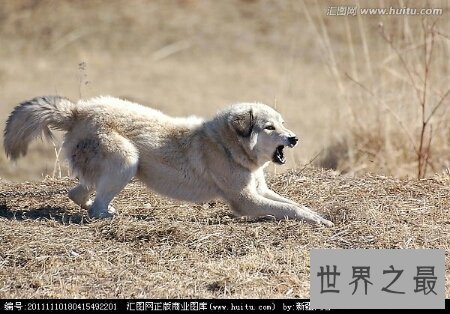 世界上的猛犬有许多种 那种最可怕啊