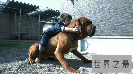 世界上的猛犬有许多种 那种最可怕啊