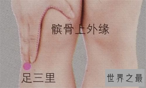 足三里的准确位置图 一个具有抗衰老作用的穴位