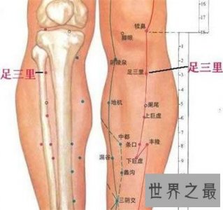 ​足三里的准确位置图 一个具有抗衰老作用的穴位