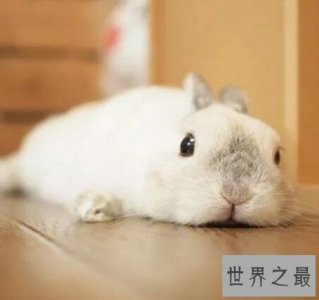 ​世界上最小的宠物兔，荷兰侏儒兔超聪明