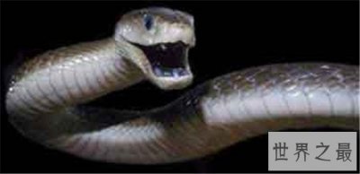 ​非洲死神黑曼巴蛇，喷射的毒液可以杀死10个成年人