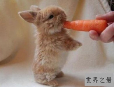 ​世界上体积最小的兔子，头型像颗苹果似的，非常的浑圆饱满