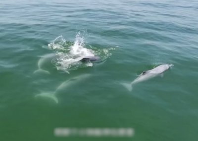 ​中华白海豚现身广东阳江 渔政执法：与休渔期有关